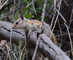 Neotamias rufus