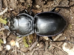 Pasimachus elongatus