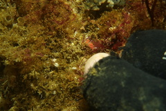 Limacia