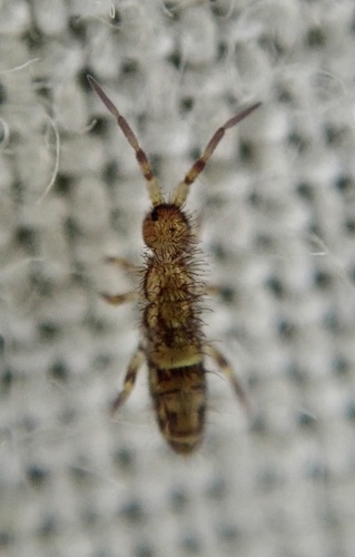 Belted Springtail, photo 8 of 9