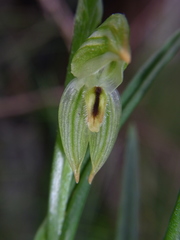 Pterostylis longifolia