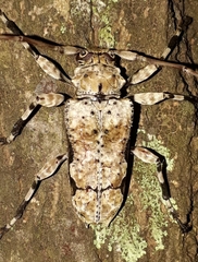 Oreodera glauca