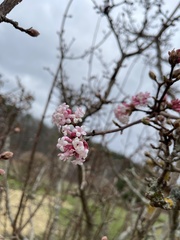 Daphne mezereum