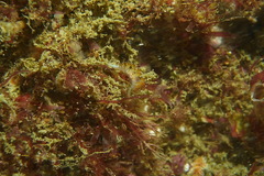 Apata pricei