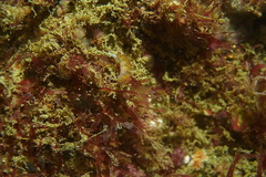 Apata pricei