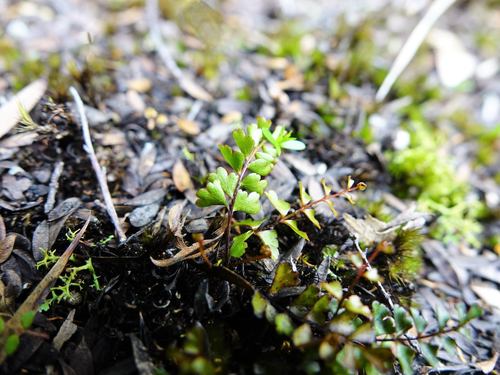 Lindsaea linearis (Lindsaea linearis)