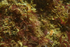 Apata pricei