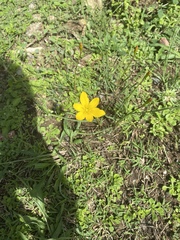 Zephyranthes citrina