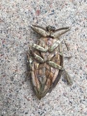 Lethocerus americanus