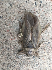 Lethocerus americanus