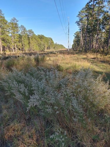 Eupatorium compositifolium image