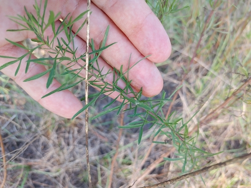 Eupatorium compositifolium image