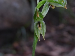 Pterostylis longifolia