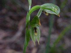 Pterostylis longifolia