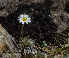 Celmisia laricifolia