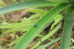 Balacha melanocephala