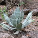 Mescal Ceniza - Photo (c) rodrigo alcaraz, some rights reserved (CC BY-NC), uploaded by rodrigo alcaraz