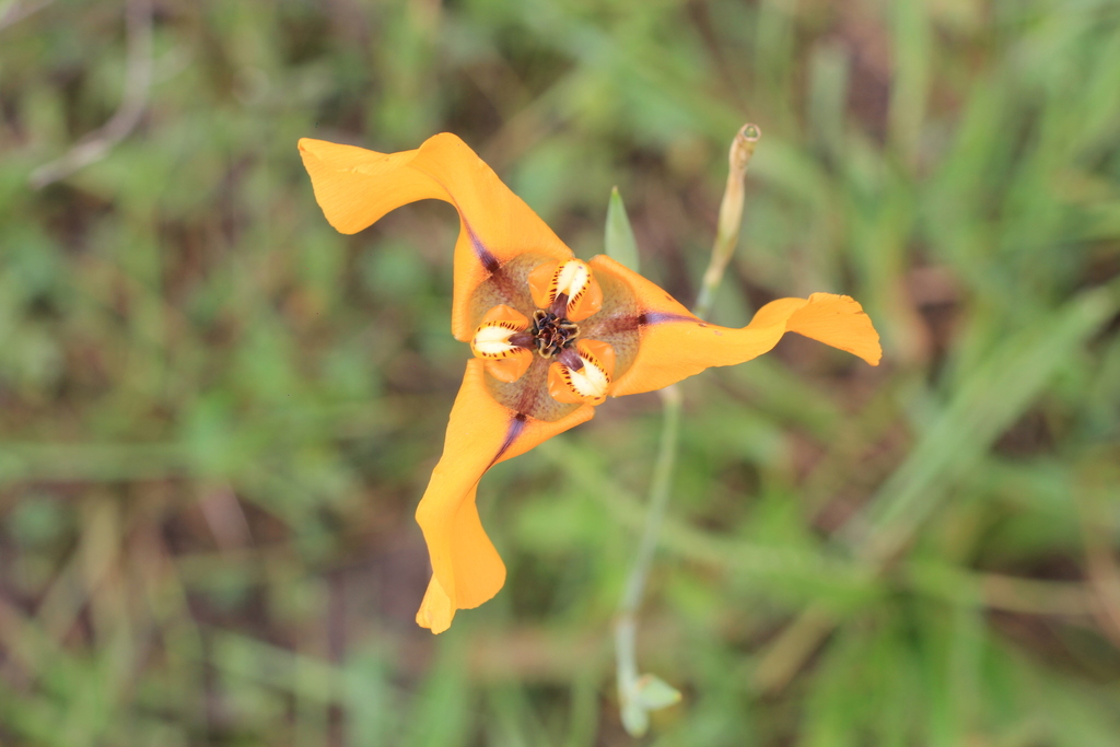 Herbert's goblet flower