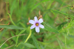 Sisyrinchium platense