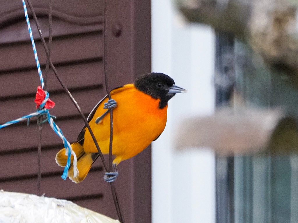 Baltimore Oriole from Addington Forks Rd, Antigonish, Subd. A, NS, CA