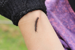 Helicorthomorpha