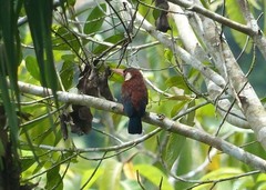Galbalcyrhynchus leucotis