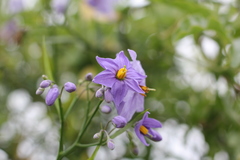 Solanum amygdalifolium