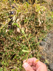 Erythranthe cardinalis