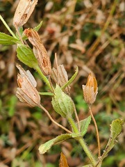 Erythranthe cardinalis