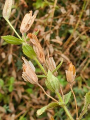 Erythranthe cardinalis