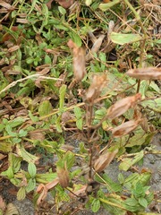 Erythranthe cardinalis