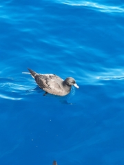 Procellaria parkinsoni
