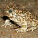 Balearic Green Toad - Photo (c) Xavier Rufray, some rights reserved (CC BY-NC)