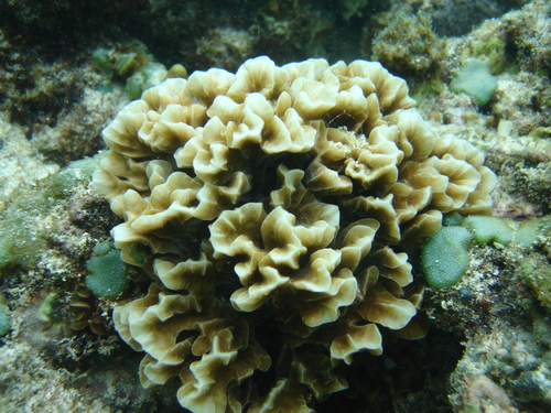 leaf coral
