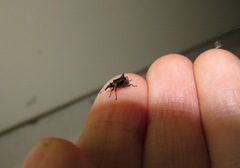 Scolopterus penicillatus