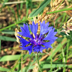 Centaurea cyanus