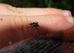 Scolopterus penicillatus