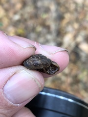 Anguispira strongylodes