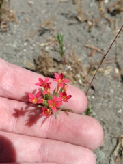 Collomia biflora
