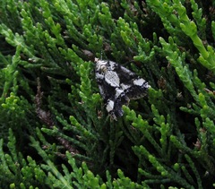 Pseudocoremia leucelaea