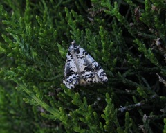 Pseudocoremia leucelaea