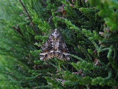 Pseudocoremia leucelaea