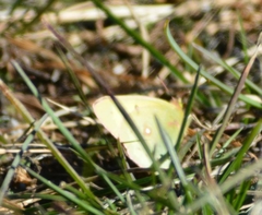 Colias philodice