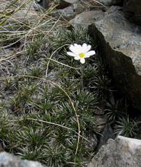 Celmisia laricifolia