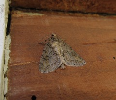 Pseudocoremia suavis