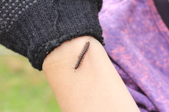 Helicorthomorpha