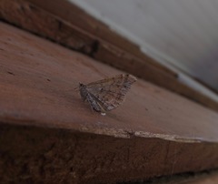 Xanthorhoe semifissata