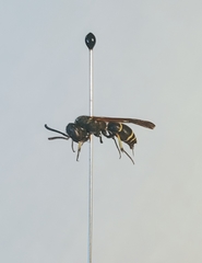 Ancistrocerus albolacteus