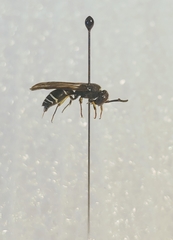 Ancistrocerus albolacteus