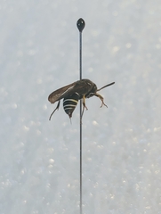Ancistrocerus albolacteus